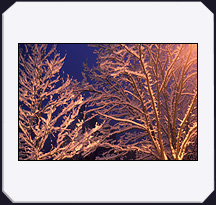 Arbres enneigés, Aude - 1